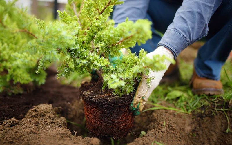 planting